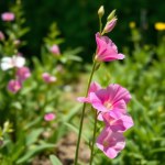 Sweet Pea Seeds