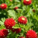 Gomphrena Seeds
