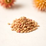 Gomphrena Seeds