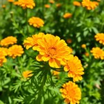 بذور ديمورفوتيكا ميكس (Dimorphotheca Mix Seeds)