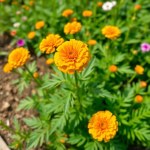 بذور ديمورفوتيكا ميكس (Dimorphotheca Mix Seeds)