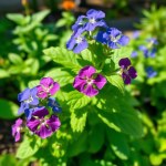 African Blue Basil Seeds 30 Seeds