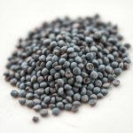 African Blue Basil Seeds 30 Seeds