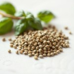 Genovese Basil Seeds 50 Seeds