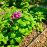 Basil Basilic Seeds