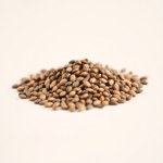 Basil Basilic Seeds