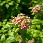 Cardinal Basil Seeds