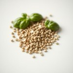 Kilasico Basil Seeds