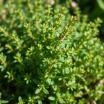 Wild Thyme Seeds