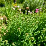 Wild Thyme Seeds