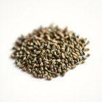 بذور زعتر بلدي (Local Thyme Seeds) الاسم العلمي: Thymus vulgaris