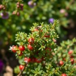 Mountain Thyme Seeds