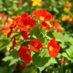 بذور زهرة أبو خنجر Tropaeolum majus