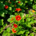 بذور زهرة أبو خنجر Tropaeolum majus
