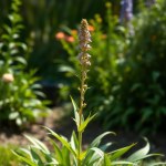 Statice Seeds (Limonium sinuatum)