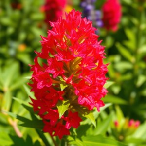 Celosia Seeds