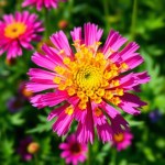 بذور زهرة السينتاوريا الزرقاء (Centaurea cyanus)