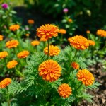 Tagetes Seeds