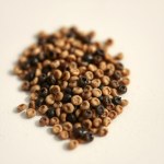 Rudbeckia (Black-eyed Susan / Coneflower) Seeds