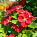 Impatiens Seeds