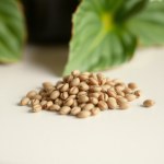 Impatiens Seeds