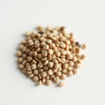 Blanket Flower (Gaillardia) Seeds