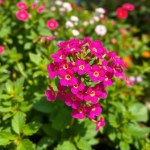 بذور زهرة فربينيا (Verbena officinalis) فربينيا
