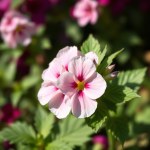 Seeds Flower (Phlox paniculata)