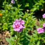 Seeds Flower (Phlox paniculata)