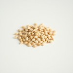 Seeds Flower cm (Antirrhinum majus)