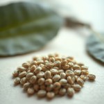 Seeds Irrigation (Murraya paniculata) Irrigation