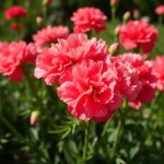 Seeds Irrigation (Dianthus caryophyllus) Irrigation