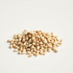 Seeds Irrigation (Dianthus caryophyllus) Irrigation