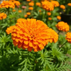 Seeds (Tagetes erecta) 10 Seeds