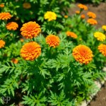 Seeds Irrigation (Tagetes erecta) Irrigation 10 Seeds