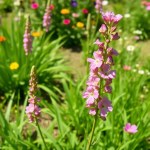 Seeds Flowers (Linum grandiflorum) Flowers