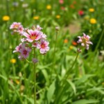 Seeds Flowers (Linum grandiflorum) Flowers