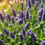 بذور لافندر 100 بذرة (Lavandula angustifolia) لافندر