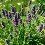 Seeds Irrigation 20 Seed (Lavandula × intermedia) Irrigation