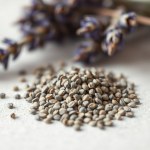 Seeds Irrigation 20 Seed (Lavandula × intermedia) Irrigation