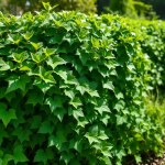 بذور لبلاب شيتوس زهرة بيضاء (Hedera helix)