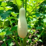 بذور متسلقة اللوف (Luffa aegyptiaca) اللوف
