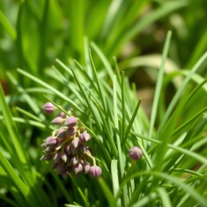 Seeds Plant (Allium schoenoprasum)