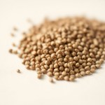 Seeds 20 Seed Anise Hyssop (Agastache foeniculum)