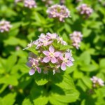 Seeds 20 Seed Common (Mentha spicata)
