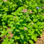 Seeds 20 Seed Wild (Mentha arvensis) Irrigation