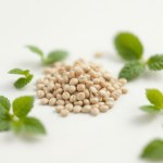 Seeds 20 Seed Wild (Mentha arvensis) Irrigation
