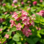 Seeds 100 Seed (Mentha piperita)
