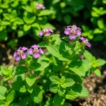 Seeds 100 Seed (Mentha piperita)