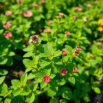 Seeds 20 Seed (Mentha × villosa)